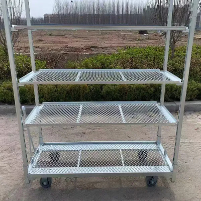 Ζεστό ζαλβάνιση PP Caster 1350*565mm Γεωργικές Φυτικές Φυτικές Καρότσες Δανικές Καρότσες για Φυτέλλειψη στο θερμοκήπιο