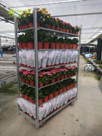 Δανικά καροτσάκια λουλουδιών και εγκαταστάσεων ραφιών κάρρων θερμοκηπίων καθήκοντος ανύψωσης